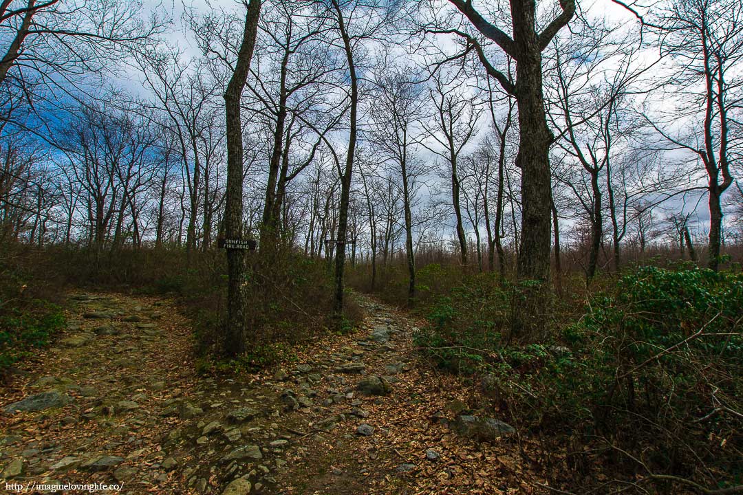 green trail intersection